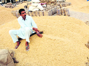 A farmer sits on a heap of basmati paddy at Grain Market in Bathinda on Saturday.