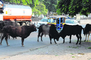 Stray cattle creating traffic problems in Bathinda.