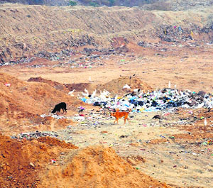 A view of the solid waste dumping ground in Bathinda.