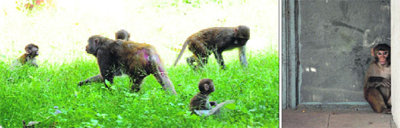 Monkeys roam freely on the lawns of the UIPS; and (right) a monkey sits at the entry of the institute at Panjab University on Saturday.