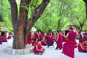 Monks congregate in the yard under the shade of peepal trees to argue Buddhist theosophy at Sera Monastery