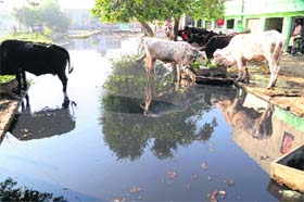 A road inundated with sewerage water at Focal Point in Amritsar