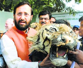 Environment Minister Prakash Javadekar holds a tiger head during the destruction of seized illegal wildlife articles at National Zoological Park in New Delhi on Sunday.