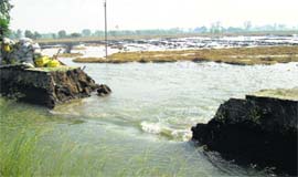 A breach in the Musa and Uddat branch of a canal near Bhikhi in Mansa.