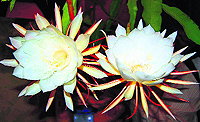 Brahma Kamal flower