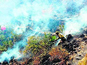 An ill-equipped fireman douses the fire without any equipment near a forest in Shimla.