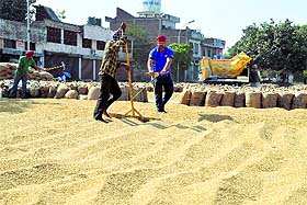 Paddy arrival has picked up at Dana Mandi in Ludhiana. 