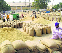 The auction yard at the grain market in Sangrur. Paddy arrivals have gone up in the district following a rise in prices. 
