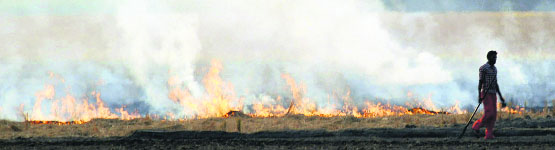 A farmers burns paddy stubble.