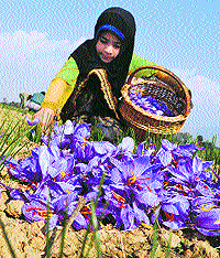 Rich harvest