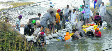 Villagers try to plug a breach in Uddat canal in Mansa district on Tuesday.