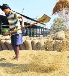 A worker at the Ludhiana grain market.
