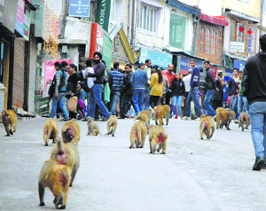A troop of monkeys on the Mall in Shimla.