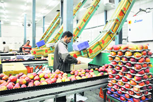 Workers busy in packing apples at a store near Shimla.