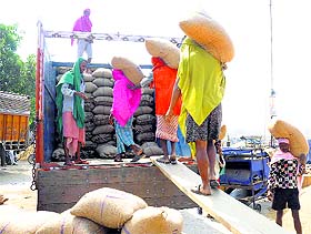 FCI labourers load gunny bags containing paddy onto a truck. 