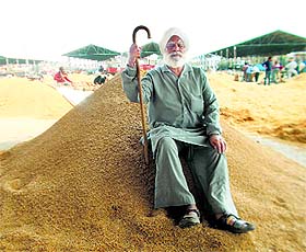 A farmer awaits buyers for his parmal variety of paddy at the grain market in Abohar on Wednesday. 