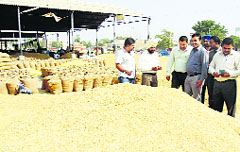 State government agencies begin purchasing paddy in Abohar on Thursday. Tribune Photo