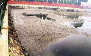 One of the lakes where algae has grown due to stagnation of water at Joggers Park in  Bathinda.