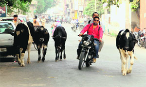 Stray cattle roam freely on roads in Bathinda.