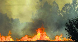 A paddy field on fire in Sirsa. file photo