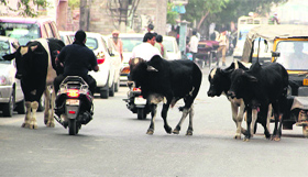 Stray cattle menace continues to create problems in Bathinda.
