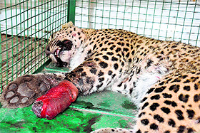 The injured leopard at the wildlife office in Rajouri. 