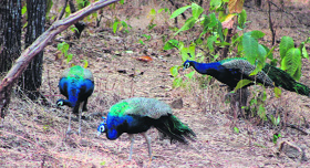 The efforts by the wildlife officials have borne fruit.