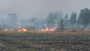 Despite prohibitory orders by the district administration, paddy stubble being burnt at a farm in Amritsar. The practice is regarded as harmful by environmentalists.