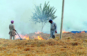 Farmers burn stubble at a village in Bathinda. 