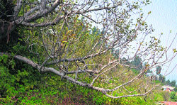 An old apple tree in an orchard at Ghiri in Mandi. Photo: Jai Kumar