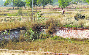 A view of wild growth in the ponds of the fish seed farm in Raike Kalan village.