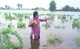 A labourer at an inundated cotton field in Muktsar.
