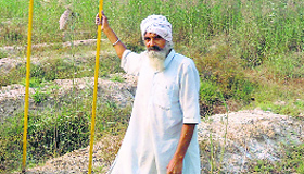 For Jasvir Singh, eucalyptus trees didnt work.