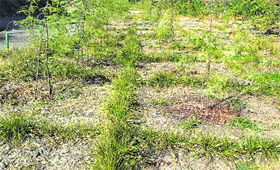 Deodar plants on the muck dumping site near Dharwala in Chamba district.