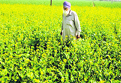 A farmer walks in his mustard fields near Amritsar on Tuesday