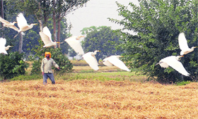 A flock of cranes flies over a harvested paddy field near Jalandhar.