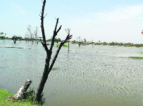 The waterlogged fields in Muktsar.