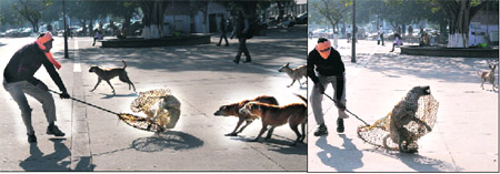 An MC worker tries to catch stray dogs during a drive at the Sector 17 Plaza in Chandigarh on Wednesday.