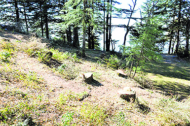 The stumps of trees cut illegally on a private land near the Tara Devi temple in Shimla on Wednesday. 