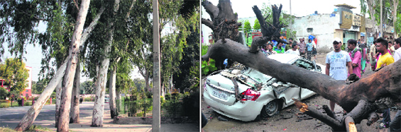An uprooted tree outside the residential colony near the Jalandhar Cantt road; (and right) an old tree uprooted after a storm in Jalandhar.