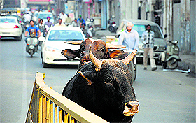 Posing a risk to the lives of commuters, cattle stray on to Domoria Bridge in Ludhiana. The authorities have failed to check the menace.