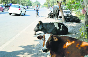 Stray cattle on a road at BRS Nagar