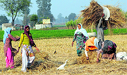 Women labour during the cutting of crop in a field near Amritsar on Friday