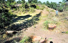 Stumps of trees cut illegally on a private land near the Tara Devi temple in Shimla. The Revenue and Forest Departments are likely to undertake joint inspection of the land in the next two days.