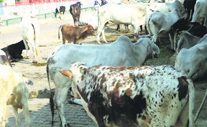 Stray cattle on a road at Amargarh Colony in Kaithal.