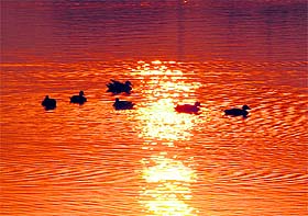 A view of a lake in Bathinda. A file photograph