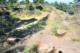 Stumps of trees cut illegally on a private land near Tara Devi temple in Shimla