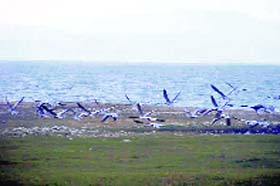 Winged visitors at the Pong Dam on Sunday