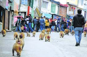 A large group of monkeys on the Mall in Shimla