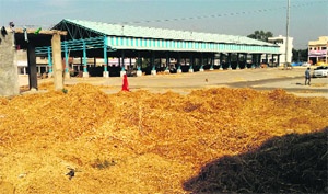 Heaps of paddy dumped on a vacant plot in the vegetable market, Sector 20, Panchkula